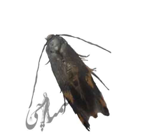 پروانه چوب خوار پسته